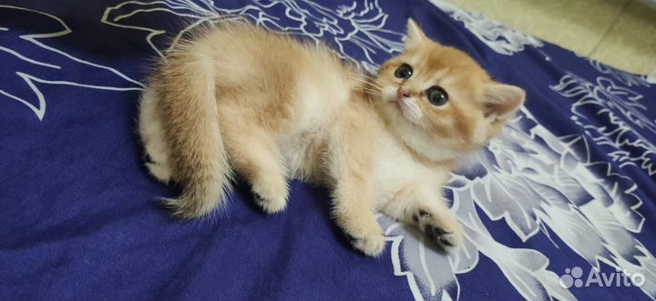 Котята золотой британской