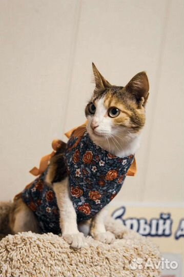 Кошка Тася ищет дом