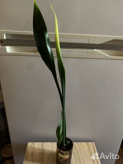 Сансевиерия Лауренти