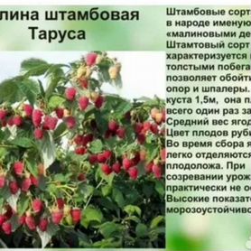 Малиновое дерево таруса