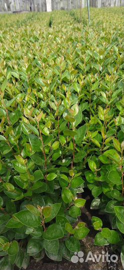 Сеянцы кизильника