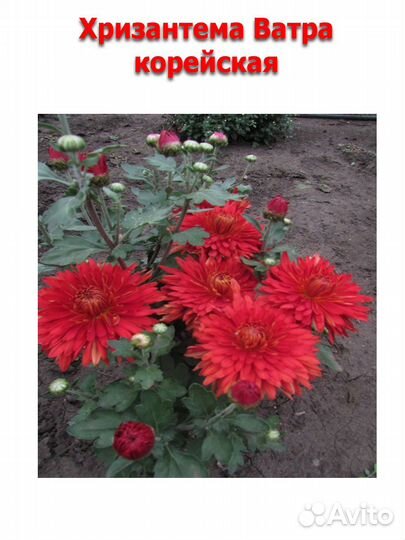 Укорененные черенки хризантемы корейской