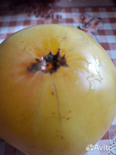 Подаю семена томатов