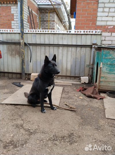 Черная немецкая овчарка