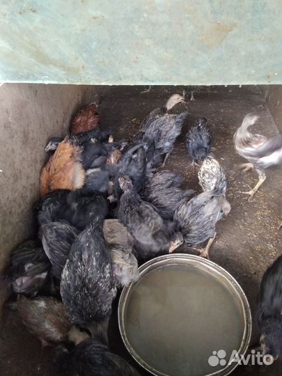 Джерсийский гигант и черный доминант несушки мясн