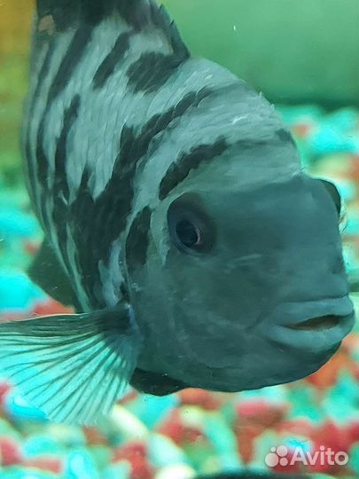 Рыбки цихлиды взрослые