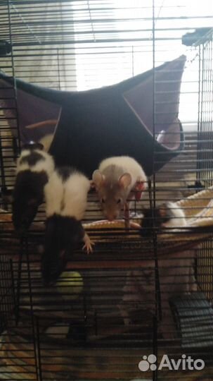 Крысята ручные