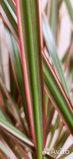 Пальма драцена