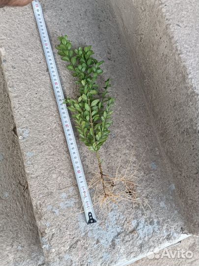 Самшит 20-30см