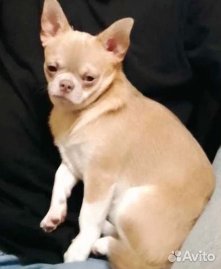 Чихуахуа Вязка