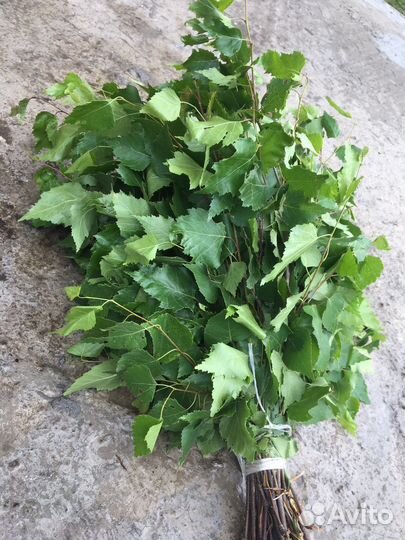 Березовые веники