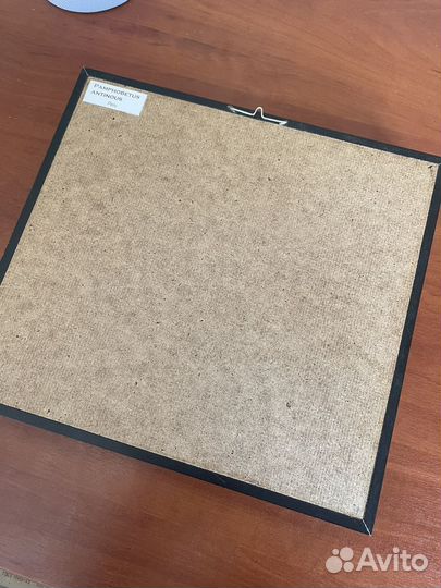 Паук птицеед в рамке