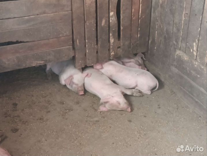 Поросята мясной породы от 2000 до 2500