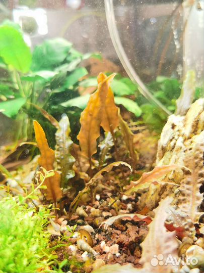 Криптокорина