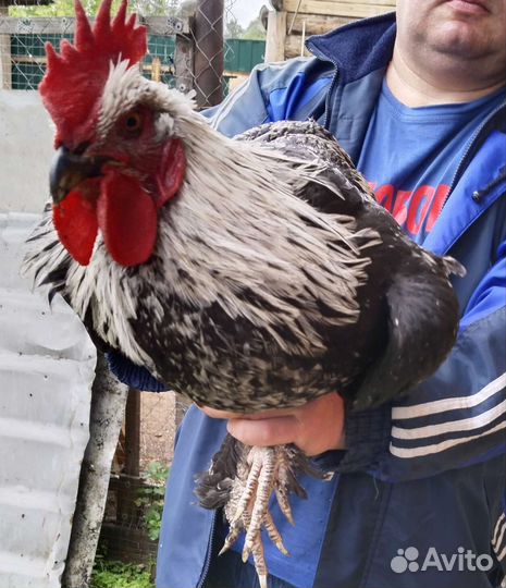 Петушки Маран