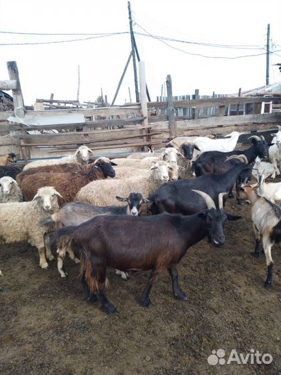 Курдючные бараны овцы