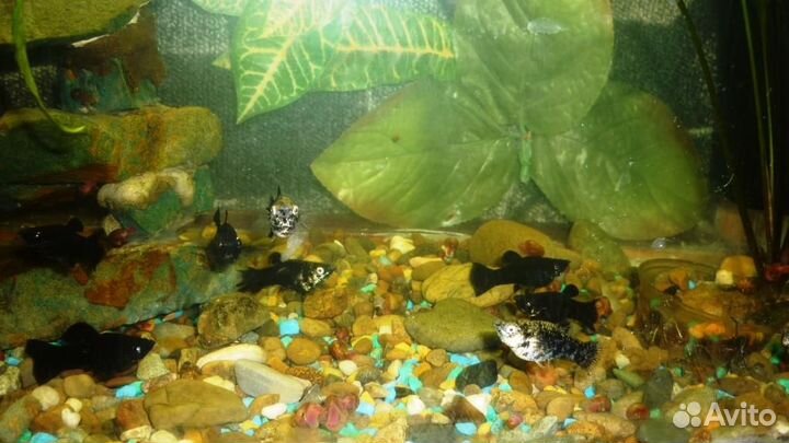 Рыбки моллинезии