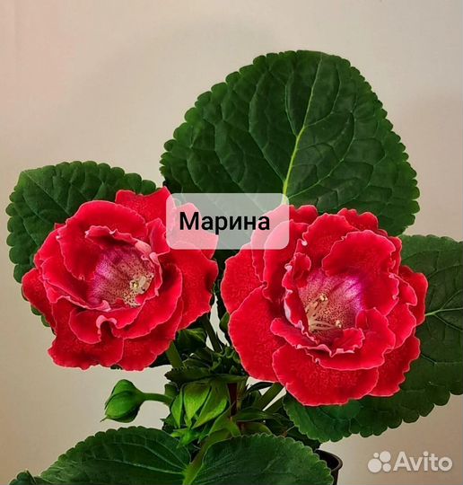 Глоксиния