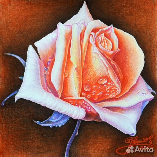 Картина цветными карандашами. Огненная роза