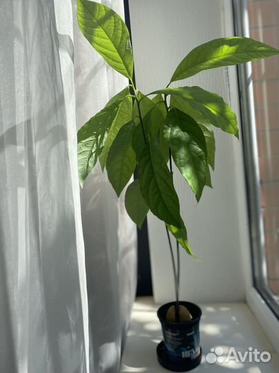 Авокадо дерево