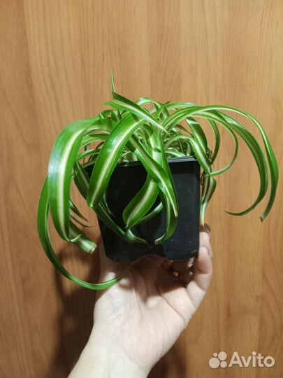 Хлорофитум