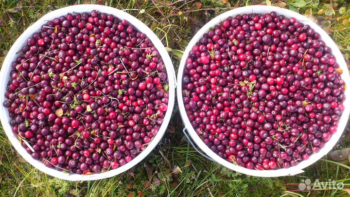 Клюква свежая