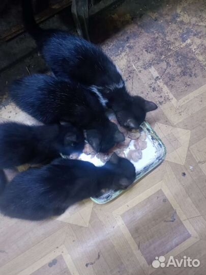 Котята их мать крысоловка