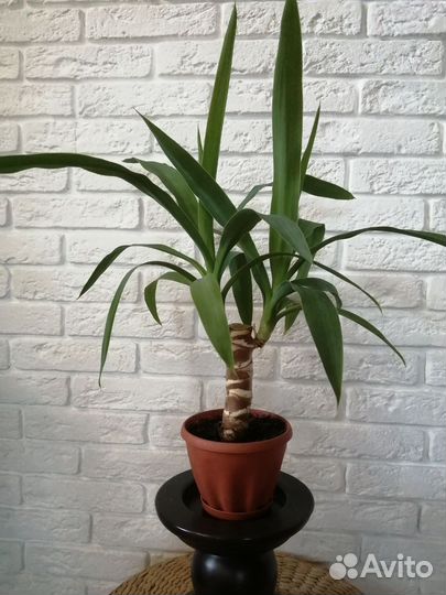 Пальма юкка