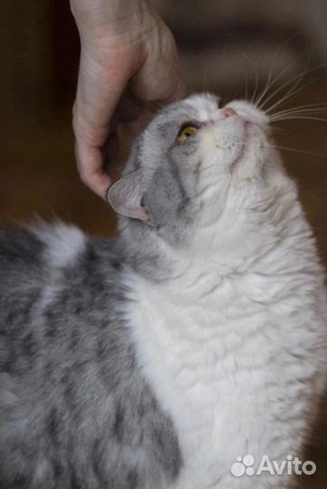 Самодостаточная Алиса