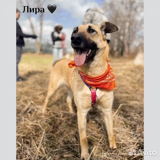 Лира из приюта ждет семью