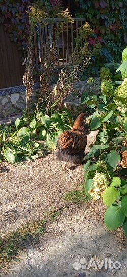 Орпингтон золотоокоймленный