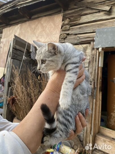 Котенок серебристый табби