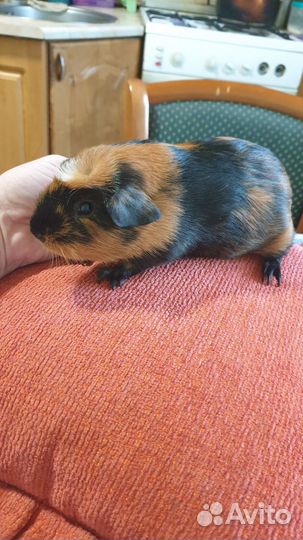 Морская свинка