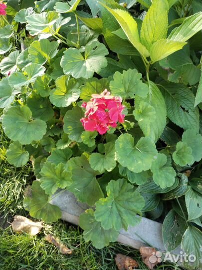 Герань пеларгония