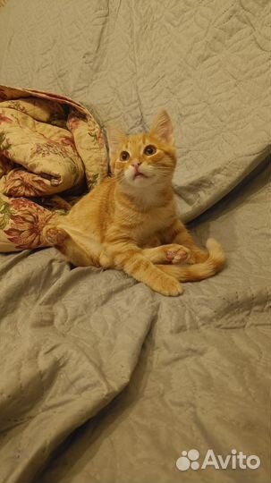 Котенок в дар, мальчик рыжик