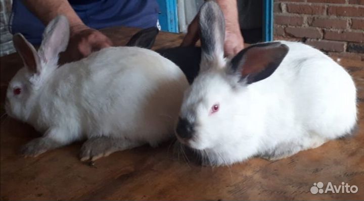 Продам кроликов