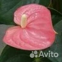 Антуриумы и другие комнатные