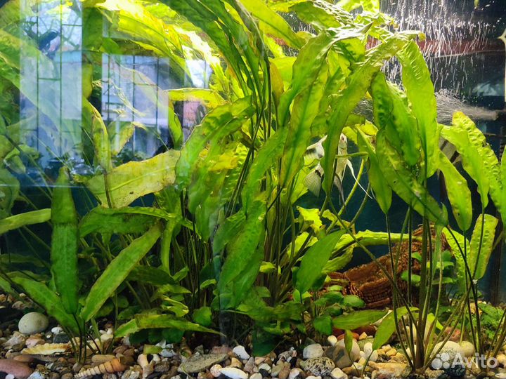 Растения для аквариума