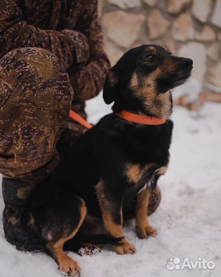 Маленькая собачка в добрые руки