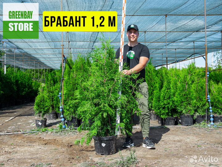 Туя, туи Смарагд, Брабант, Колумна 0,8-3м