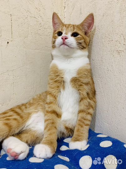 Котенок девочка 4 мес