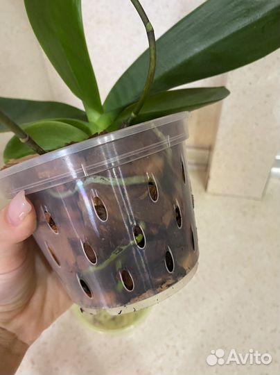 Орхидеи эквестрис