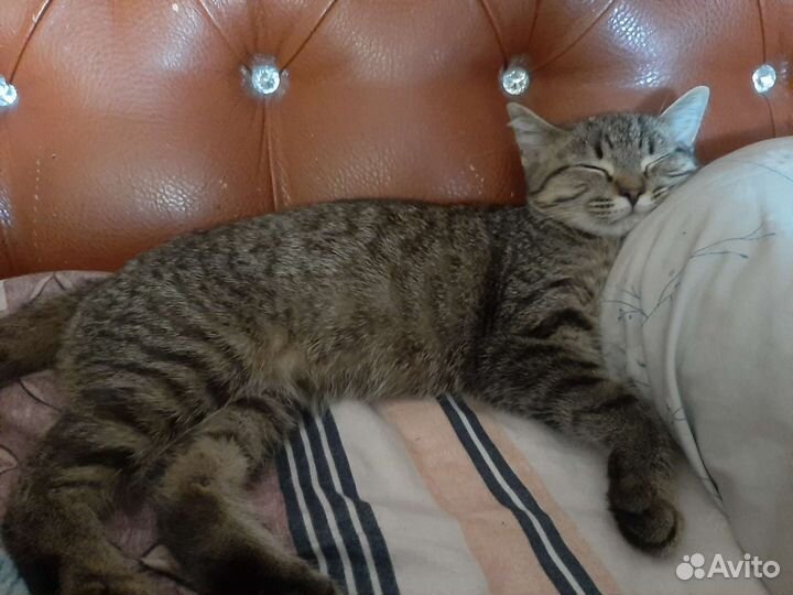 Пристрою кисоньку