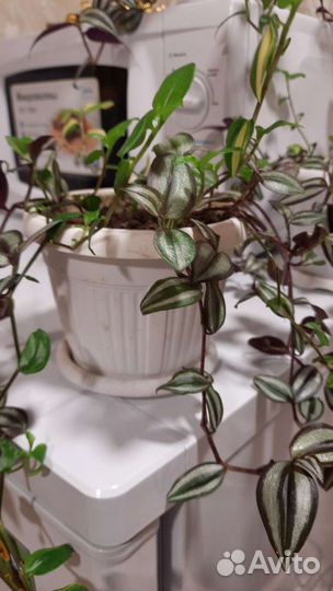 Спатифиллум и традесканция 2х видов