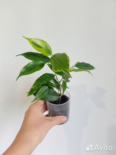 Фикус Бенджамина
