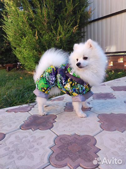 Померанский шпиц вязка кобель