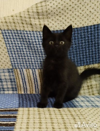 Котенок мальчик