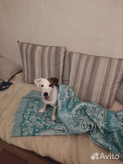 Джек Рассел терьер