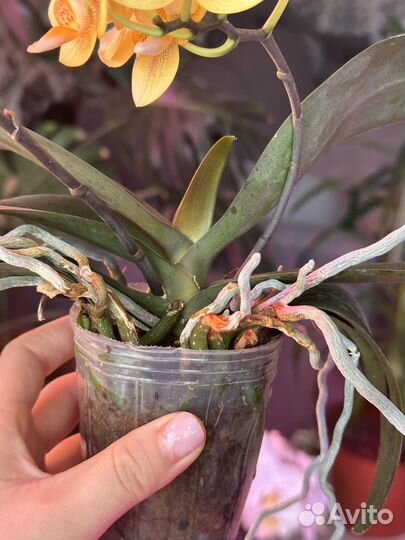 Орхидея фаленопсис