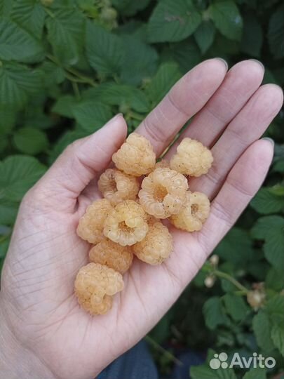 Саженцы желтой малины